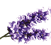 Airwick_Fragrances_1.5_Lavender_A.png