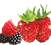 Airwick_Fragrances_1.10_Fruity_A.png