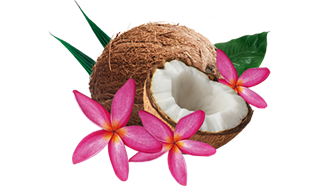 coco entero, mitades de coco y flores tropicales